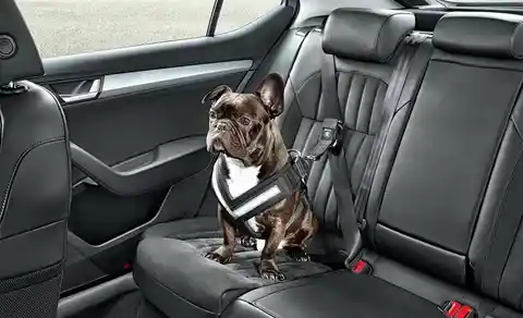 Pet Owners’ Guide to Keeping Your Car Spotless Inside
